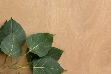 Yaprakları, ahşap, doku, yaprak yeşil, kahverengi zemin.
