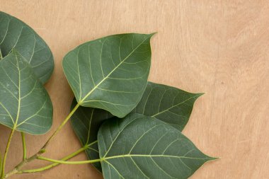 Yaprakları, ahşap, doku, yaprak yeşil, kahverengi zemin.