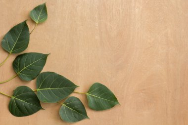 Yaprakları, ahşap, doku, yaprak yeşil, kahverengi zemin.