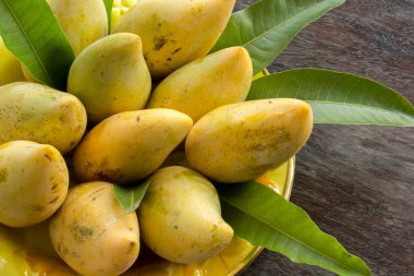 Mango ahşap zeminler, yeşil yapraklar, sarı yaprakları.