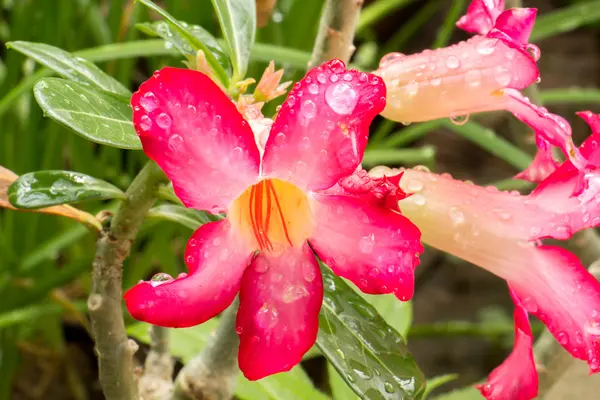 Rosa azálea flores frescas gotas verdes brilhantes . — Fotografia de Stock