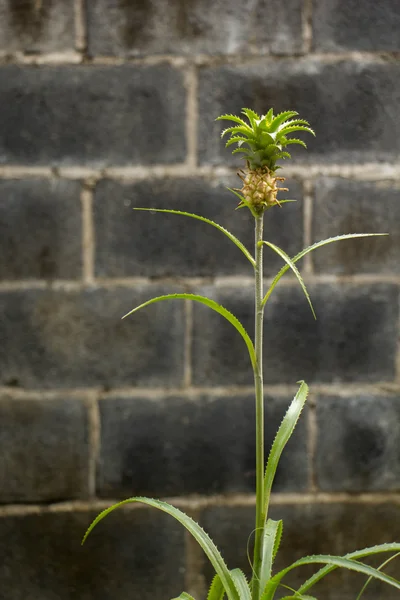 Ananas frais cultivé fond ornemental . — Photo