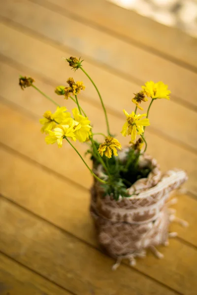 Krásné žluté květy se zabalené v bavlně. — Stock fotografie