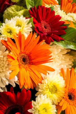 Renkli gerbera çiçekleri yaz aylarında güzelliği.