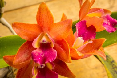 Vintage tarzı tablo turuncu orkide.