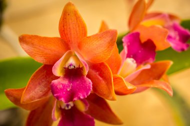 Vintage tarzı tablo turuncu orkide.