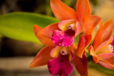 Vintage tarzı tablo turuncu orkide.