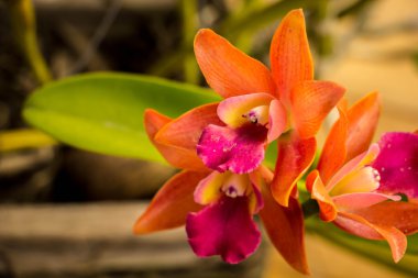 Vintage tarzı tablo turuncu orkide.