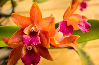 Vintage tarzı tablo turuncu orkide.