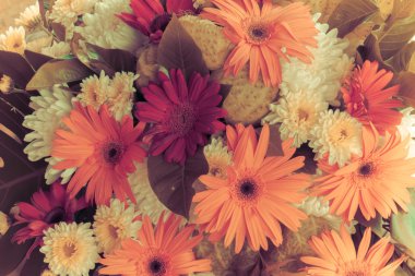 Gerbera Vintage güzellik yaz.