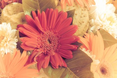 Gerbera Vintage güzellik yaz.