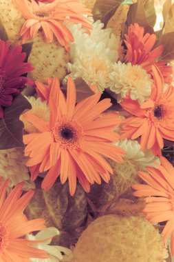 Gerbera Vintage güzellik yaz.