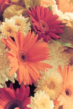 Gerbera Vintage güzellik yaz.