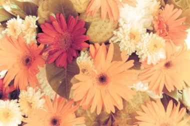 Gerbera Vintage güzellik yaz.