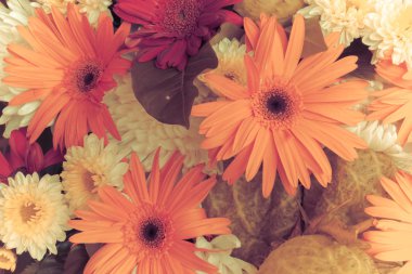 Gerbera Vintage güzellik yaz.