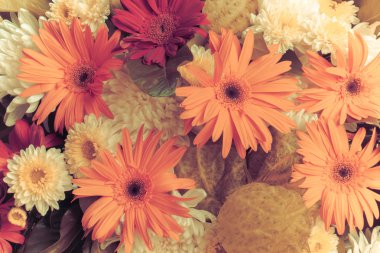Gerbera Vintage güzellik yaz.