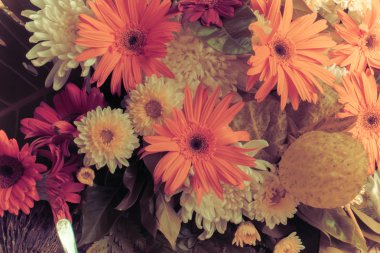 Gerbera Vintage güzellik yaz.