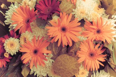 Gerbera Vintage güzellik yaz.