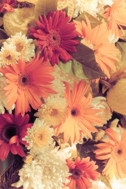 Gerbera Vintage güzellik yaz.