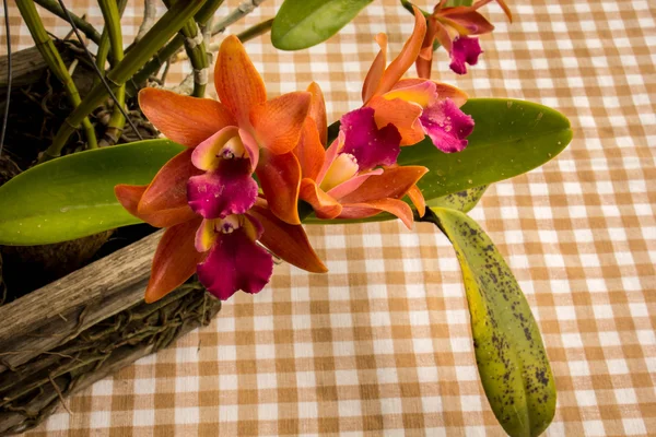 Orchidee arancioni sul tavolo in stile vintage . — Foto Stock