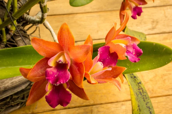 Orchidee arancioni sul tavolo in stile vintage . — Foto Stock