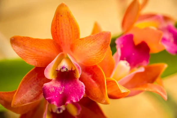 Orquídeas naranjas sobre la mesa en estilo vintage . — Foto de Stock