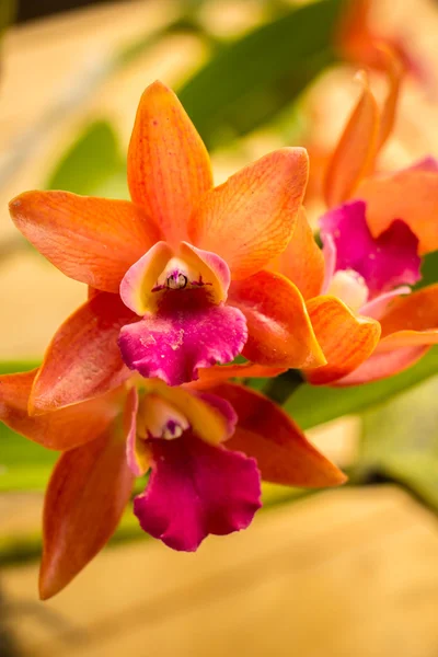 Orchidee arancioni sul tavolo in stile vintage . — Foto Stock