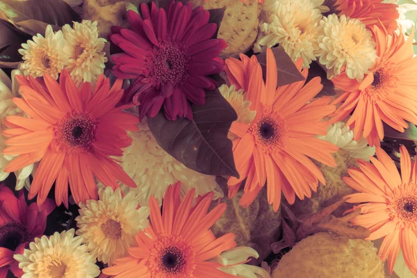 Gerbera Vintage güzellik yaz.