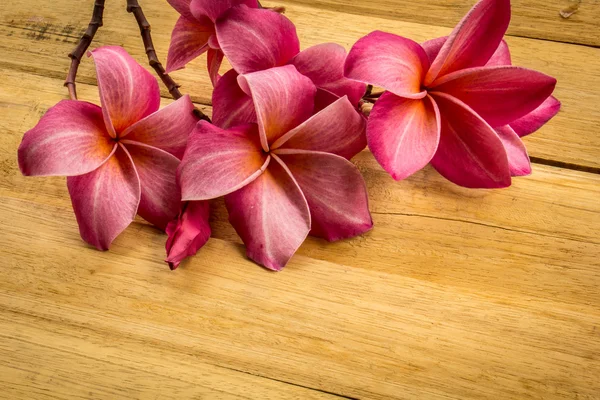 Frangipani rosso posto su un pavimento di legno . — Foto Stock