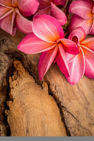 Frangipani rojo colocado en un suelo de madera . — Foto de Stock