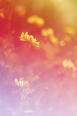 Parlak havuz aydınlatma sabah çiçek ışık.