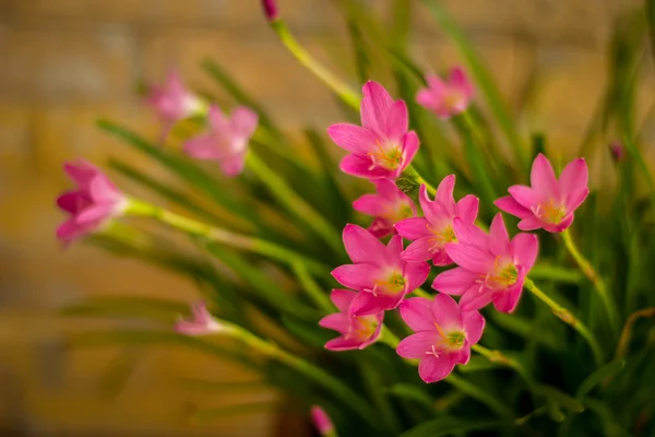 Rosafarbene Blumen im Garten — Stockfoto