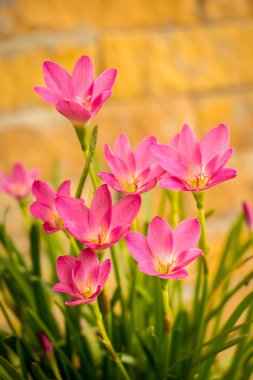 Bahçedeki pembe çiçekler