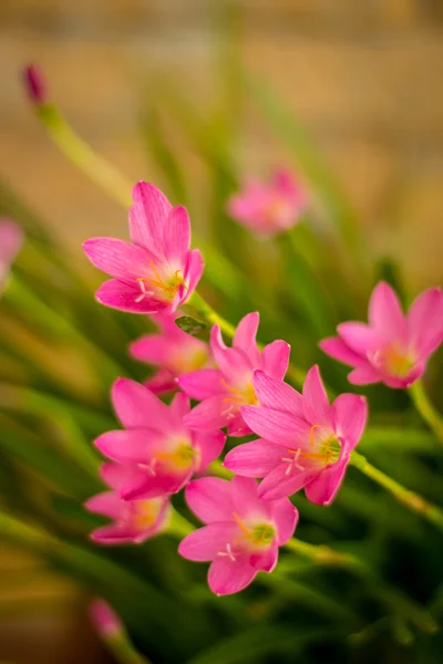 Fleurs roses dans le jardin — Photo