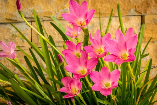 Flores rosadas en el jardín — Foto de Stock