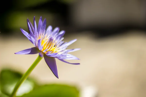 Modrý lotos na rybníku — Stock fotografie