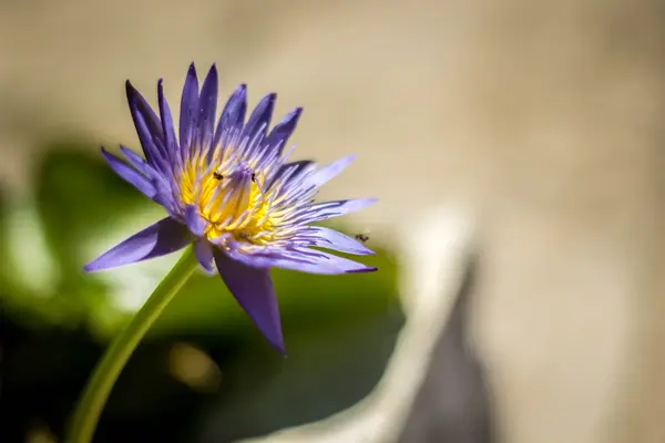 Lotus bleu sur l'étang — Photo