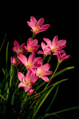 Soluk pembe amaryllis çiçek siyah zemin üzerine closeup  