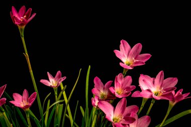 Soluk pembe amaryllis çiçek siyah zemin üzerine closeup  