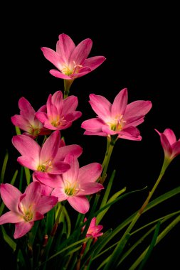 Soluk pembe amaryllis çiçek siyah zemin üzerine closeup  