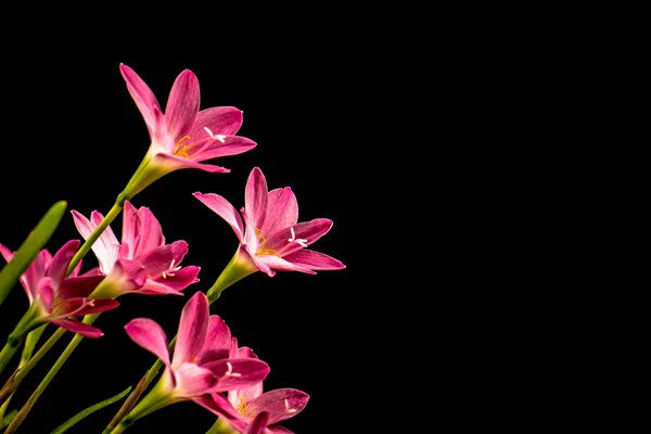 Primer plano de flor de amarilis rosa pálido sobre fondo negro con — Foto de Stock