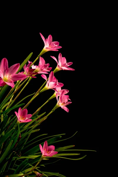 Fechar a flor amaryllis rosa pálido no fundo preto com — Fotografia de Stock