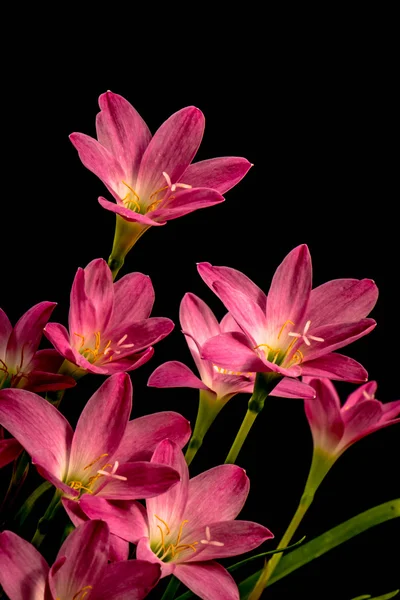 Primer plano de flor de amarilis rosa pálido sobre fondo negro con — Foto de Stock