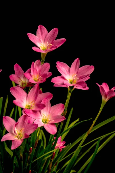Nahaufnahme einer blassrosa Amaryllis-Blume auf schwarzem Hintergrund mit — Stockfoto