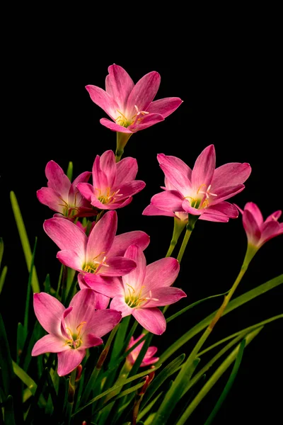 Primer plano de flor de amarilis rosa pálido sobre fondo negro con — Foto de Stock