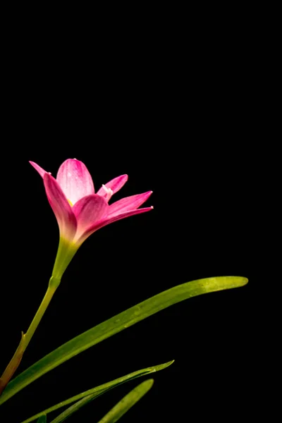 Gros plan de fleur d'amaryllis rose pâle sur fond noir avec — Photo