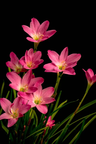 Nahaufnahme einer blassrosa Amaryllis-Blume auf schwarzem Hintergrund mit — Stockfoto
