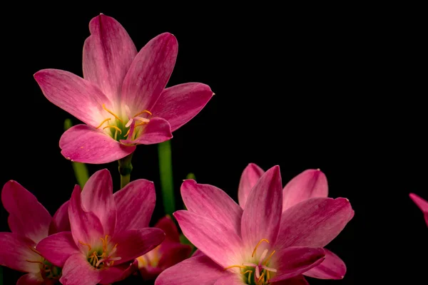 Closeup bledě růžové Amarylis květina na černém pozadí s — Stock fotografie