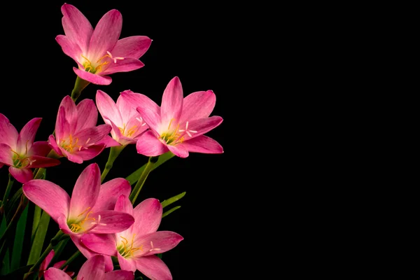 Closeup bledě růžové Amarylis květina na černém pozadí s — Stock fotografie