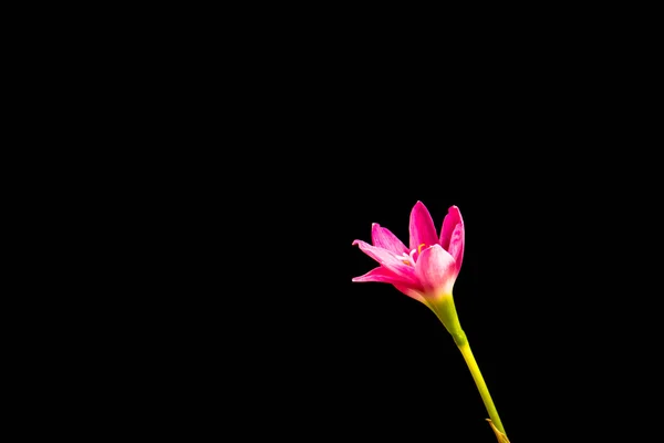 Gros plan de fleur d'amaryllis rose pâle sur fond noir avec — Photo